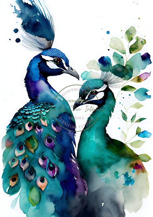 A2 Watercolour Peacocks